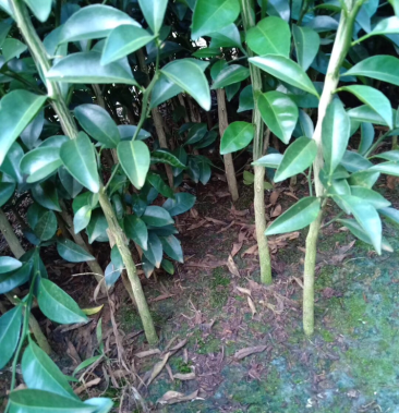 红橘苗红桔苗红橘树苗直生树苗砧木苗红桔直生树苗