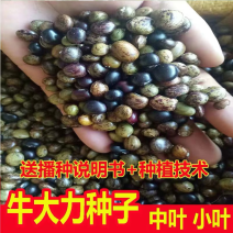 野生牛大力种子大力薯小叶细叶中叶大叶牛大力批发