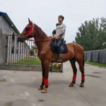 一般的骑乘马多少钱半血马价格可以骑纯血马阿拉伯马驹价格