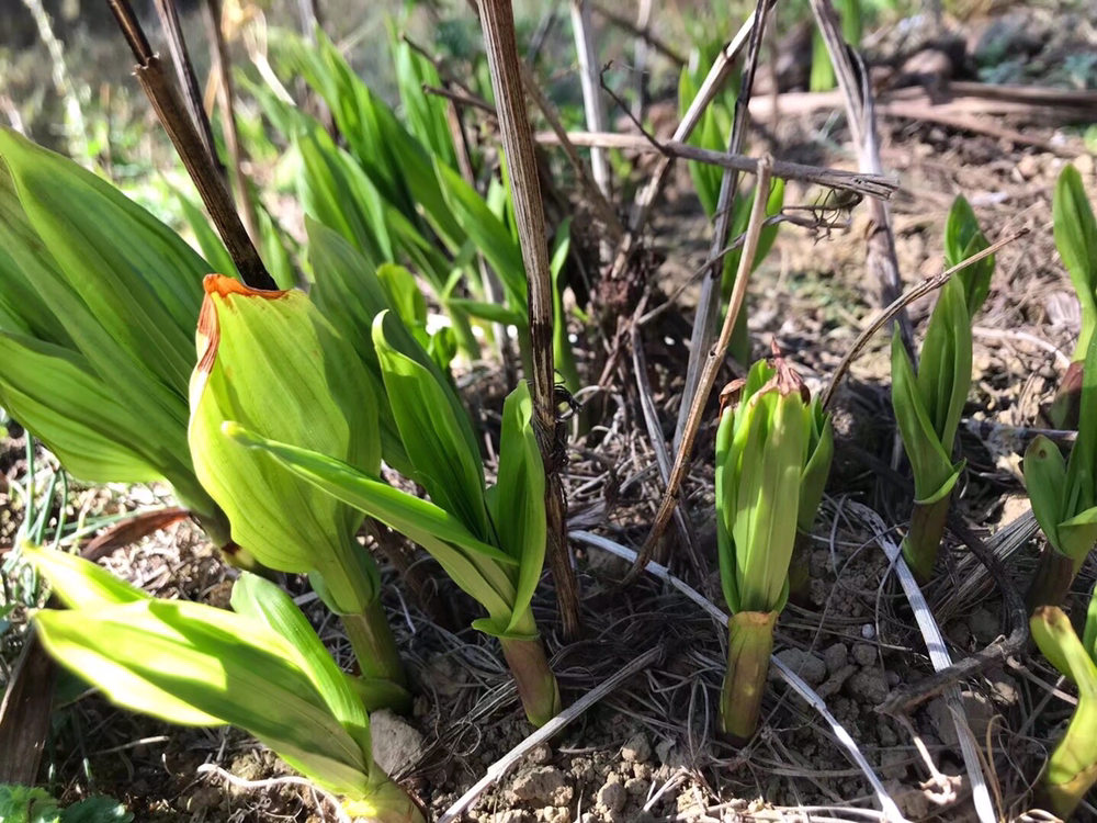 白芷幼苗在阳光下的特写镜头