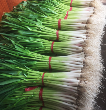 供应水洗蒜苗干蒜苗白根蒜苗