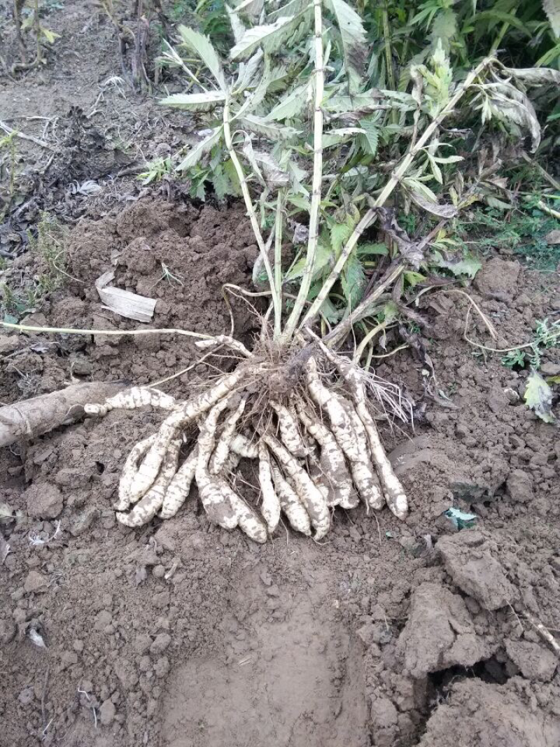 正宗山东郓城虫草参地参优质种参泽兰根虫草地参
