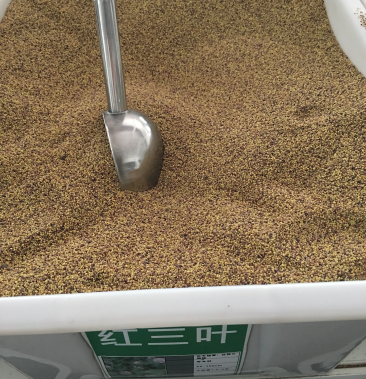 红三叶种子 白三叶种子 保证正品 保证发芽率 提供发票