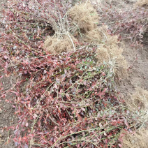 小叶扶芳藤基地批发扶芳藤产地价格小叶扶芳藤货源充足