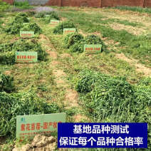 紫花苜蓿种子猪牛羊兔鸡鸭鹅多年生四季养殖牧草苜蓿草鱼草