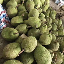广东菠萝蜜本地菠萝蜜大量上市中一等货