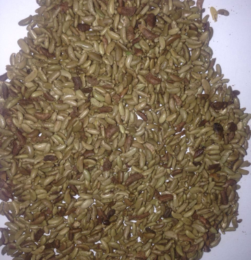 [紫穗槐种子批发]紫穗槐种子价格6.00元/斤 - 一亩田