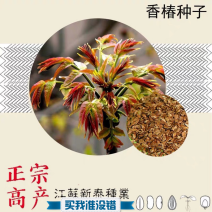 香椿种子芽苗菜红椿红香椿香椿树盆栽四季播红油香椿种子包邮