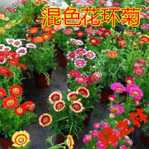 花环菊种子四季播易种易活花籽庭院花草包邮