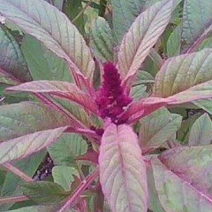 雪樱子种子温补中药男性绿色保健蔬菜皇帝菜种子