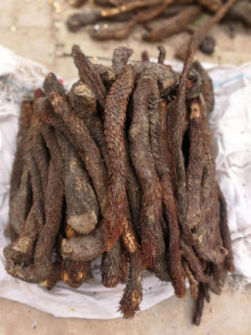 正宗阿拉善肉苁蓉油苁蓉鲜干片