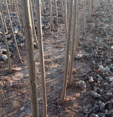 两年一杆美国三角叶杨株高四米直径15