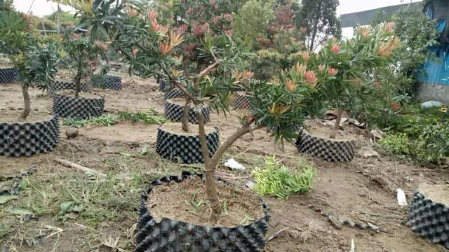 一株成熟的罗汉松,枝条上挂着多个鲜红色的肉质种托,每个种托顶端托着一个深褐色的小种子,整体形态类似迷你樱桃,生长在深绿色针状叶片之间 罗汉松植株及其红色种托特写