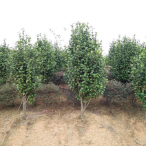 100厘米茶花