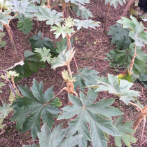 通草种苗大通草种苗