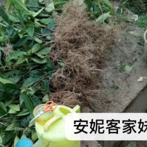 黑老虎果