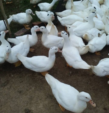 一点头番鸭 正规孵化场品种质量保证