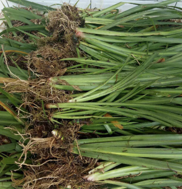 石菖蒲种苗大叶高产石菖蒲种苗