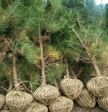 油松苗木宁夏鑫磊绿化公司常年自产自销各种规格油松欢迎您