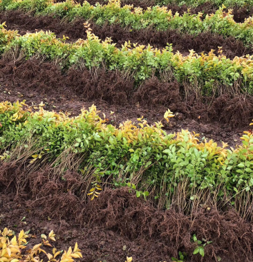 金叶女贞黄叶女贞50高金叶女贞金叶女贞毛球