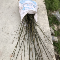 青钱柳种植三至五年后有药效