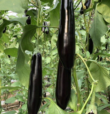 特选精品765茄王,装车发货