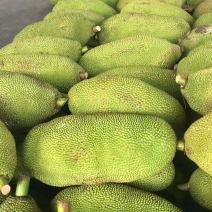 广东菠萝蜜