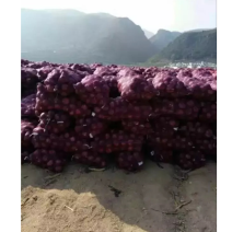 红皮洋葱都是好货自家种植价格便宜欢迎采购