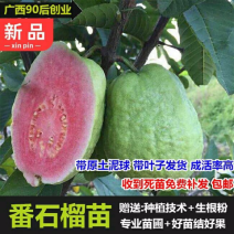番石榴苗