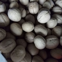 纸皮核桃30mm以上去皮干