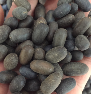 苦石莲 一公斤一袋包邮