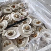 粉丝扇贝个头均匀规格标准每箱100个品质保证