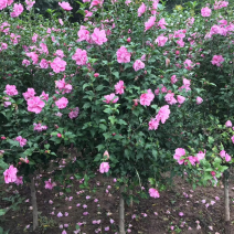 重瓣红花木槿花小苗大苗规格齐全基地直销