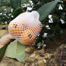 农家自制的枇杷膏