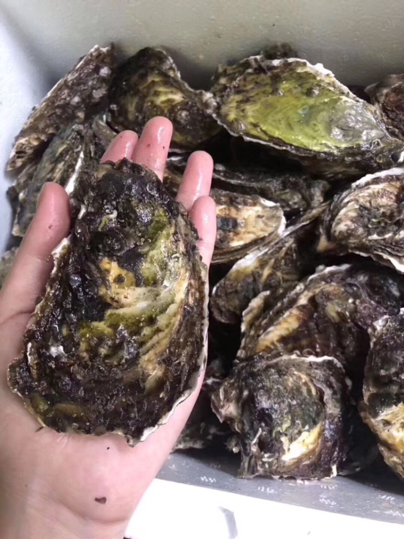 北海生蚝南澳生蚝阳江生蚝生蚝大全生蚝供应分类点击查看更多生蚝行情