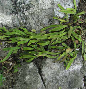 [石韦批发]石韦价格16.00元/斤 - 一亩田