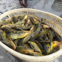 黄辣丁黄颡鱼黄骨鱼黄角丁淡水鱼苗养殖