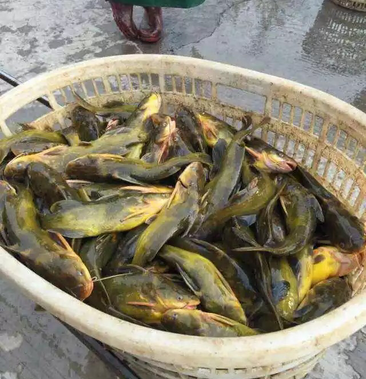 淡水黄姑鱼图片图片