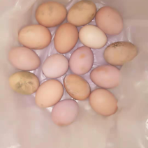 散养鸡于蛋