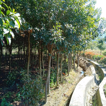 杜英
