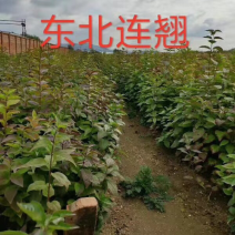 东北连翘播种小苗，扦插小苗，产地直销，全国邮寄。