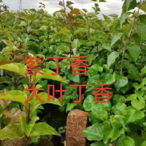 紫丁香，小叶丁香，红丁香，产地直销，全国邮寄。