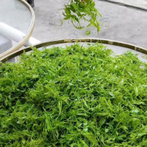 张家界莓茶，安化黑茶