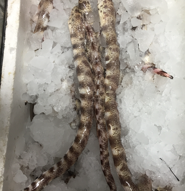 [其它批发]海蛇海鳗价格1800元/斤 