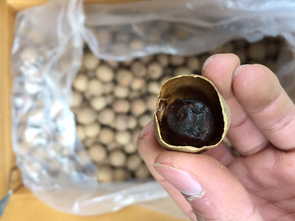 龙眼与桂圆对比图