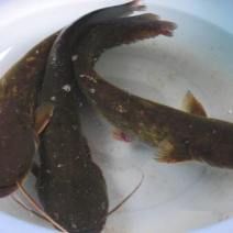 鲶鱼