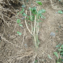 5年生茉莉花大量批发修剪后发货广西横县重瓣双瓣茉莉花