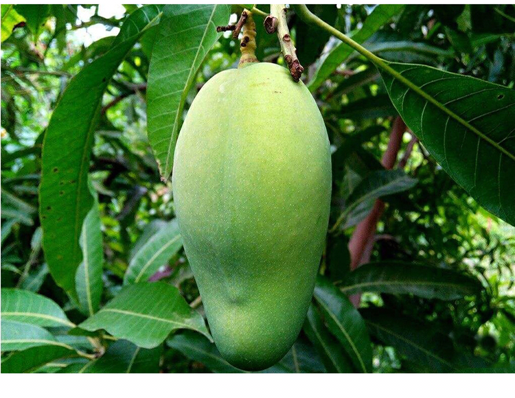 大青芒叶片与果实营养诊断图