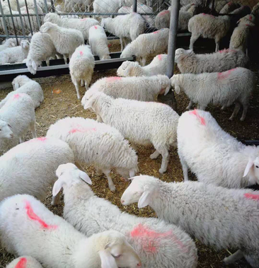 新疆喀什羊场直供常年现羊小尾寒羊白毛羔子育肥羊