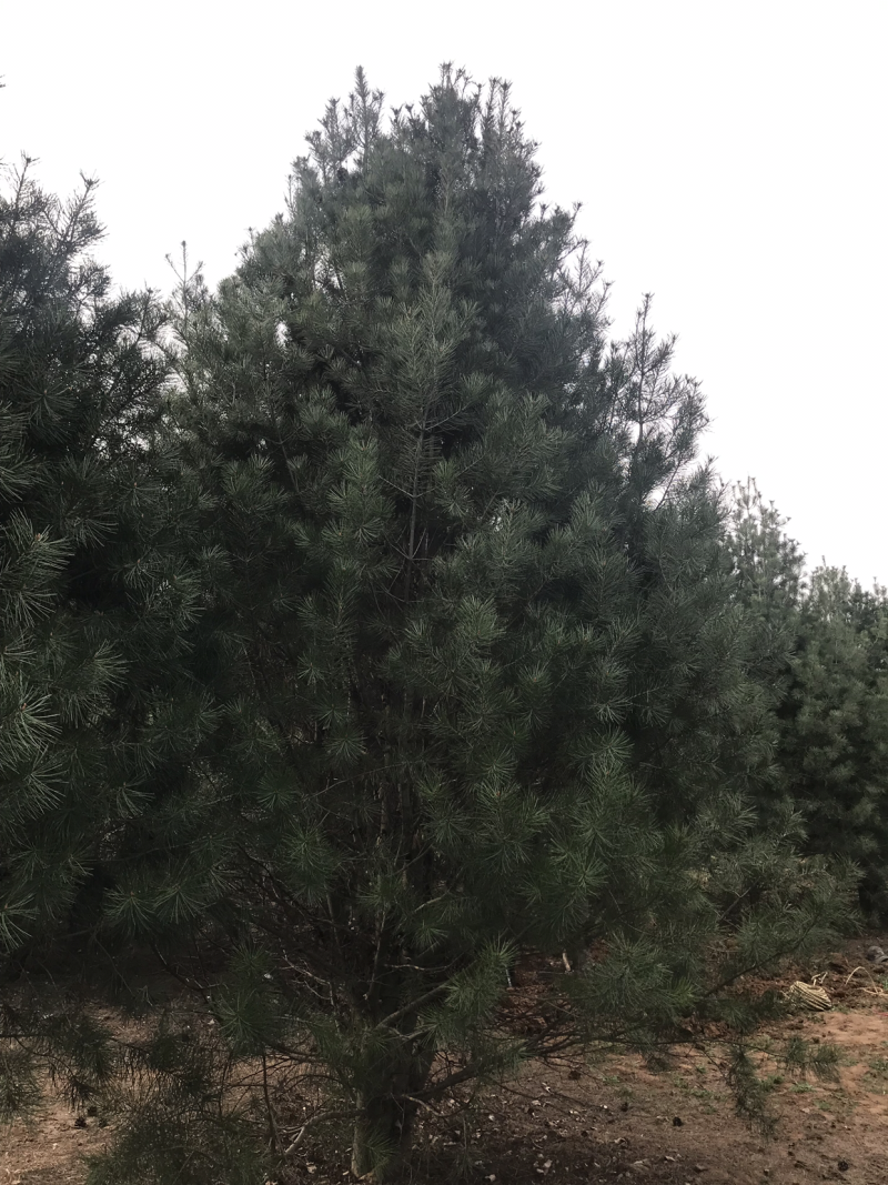5-6米白皮松,6米白皮松_大山谷图库